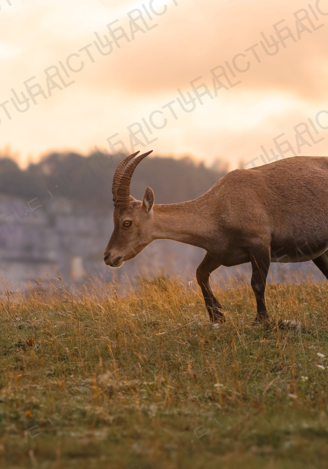 Photographie animalière n°1