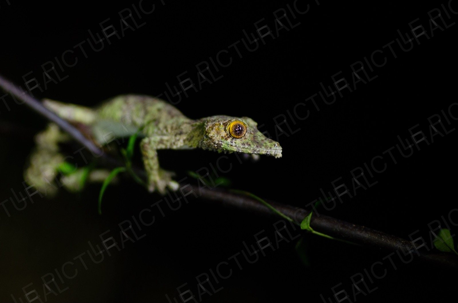 Photographie animalière n°2
