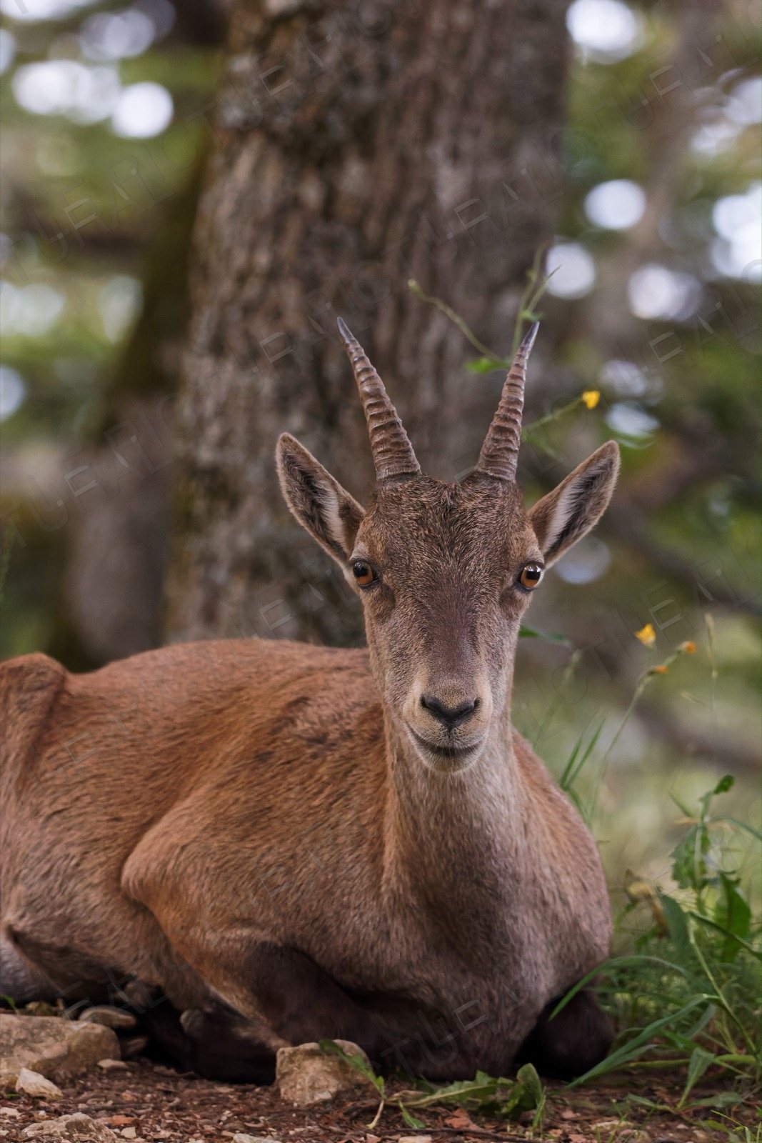 Photographie animalière n°3