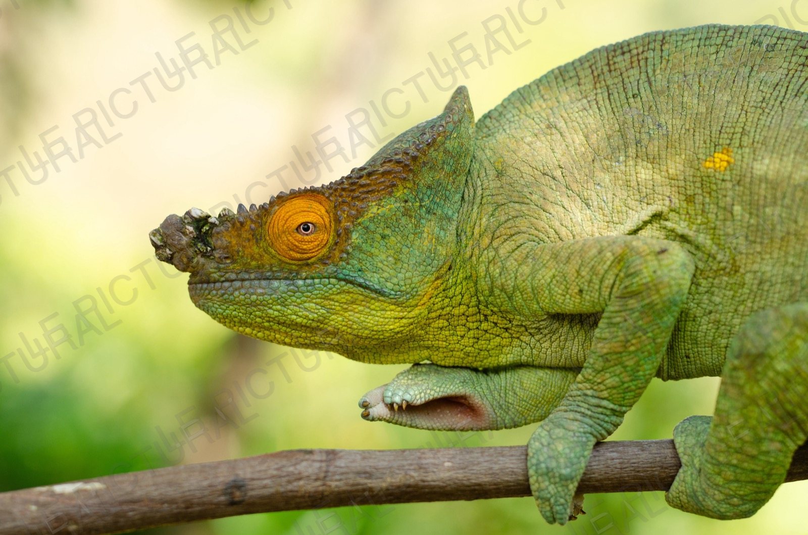 Photographie animalière n°4