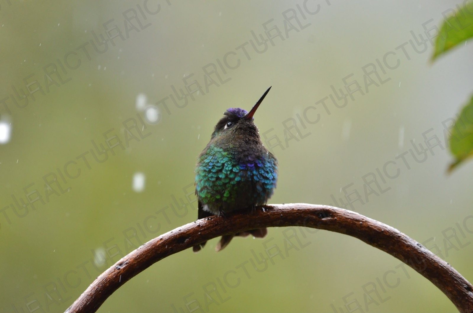Photographie animalière n°5