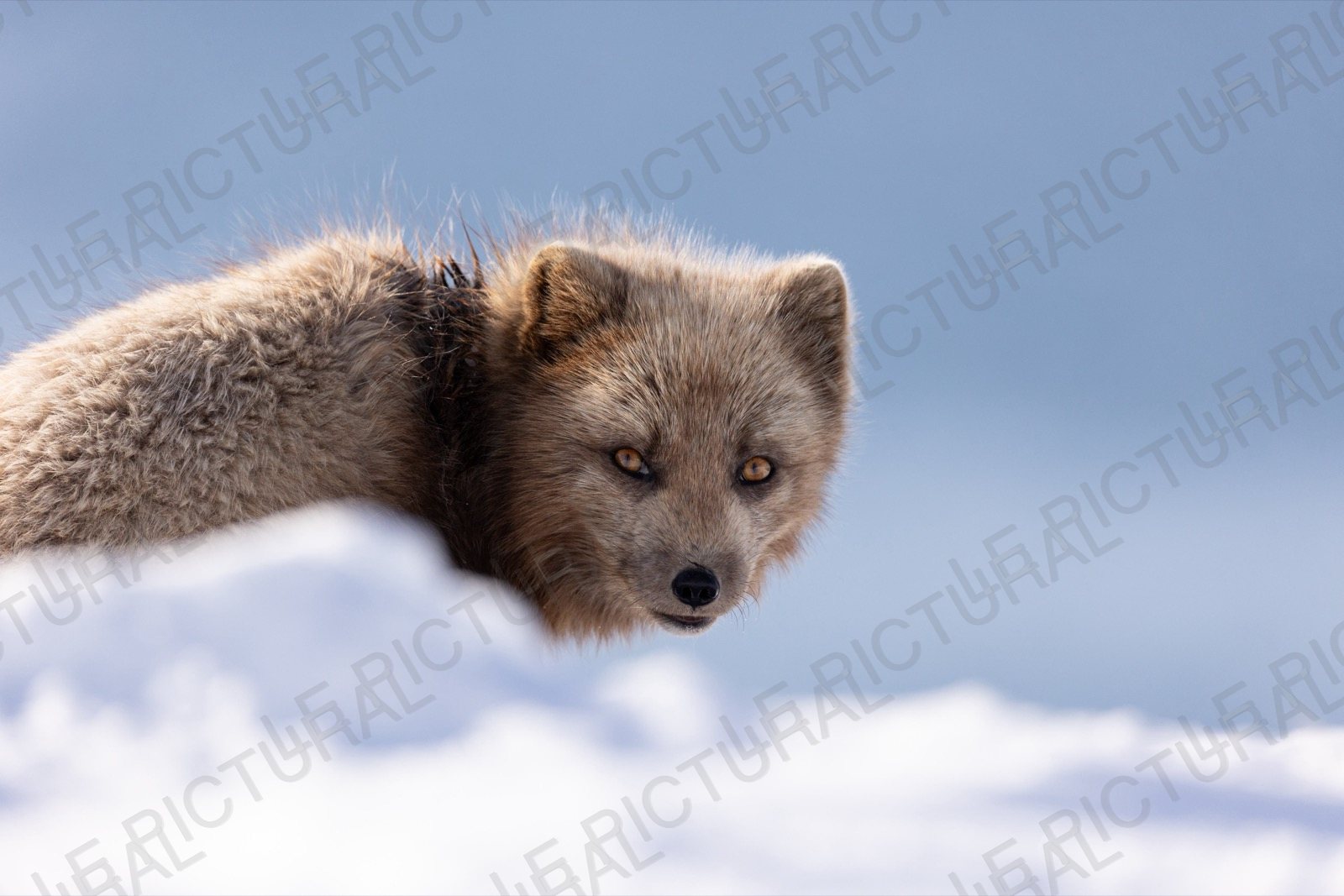 Photographie animalière : renard polaire dans la neige