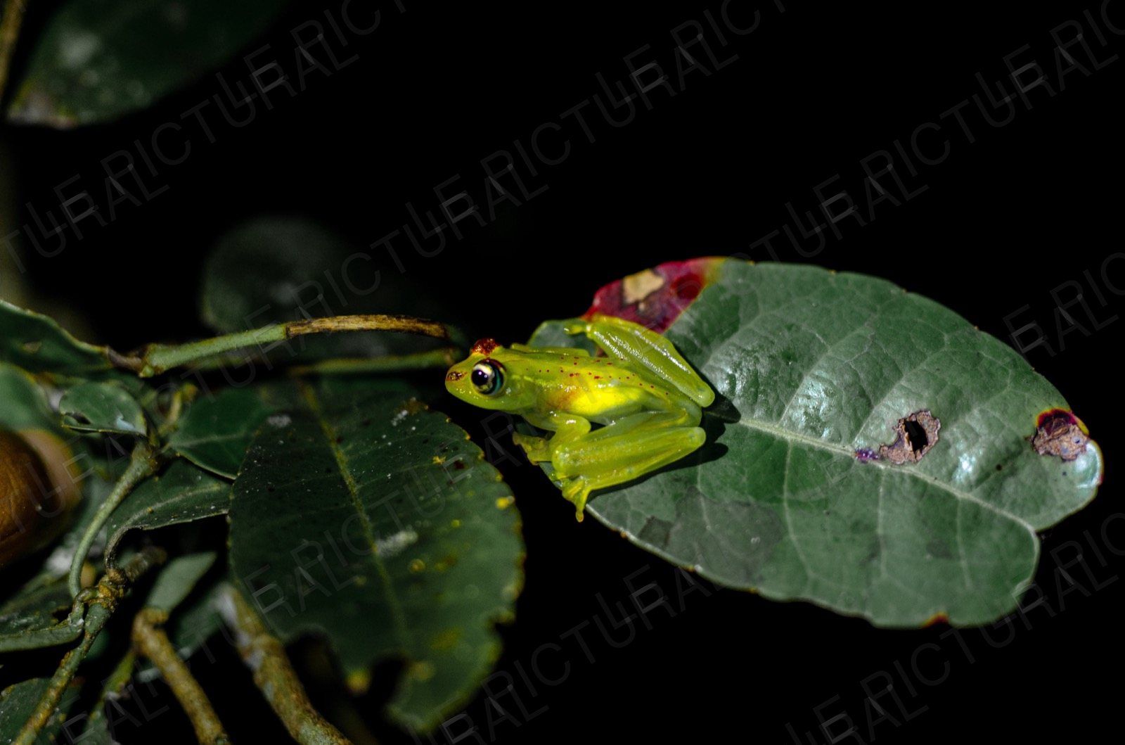 Photographie animalière n°7