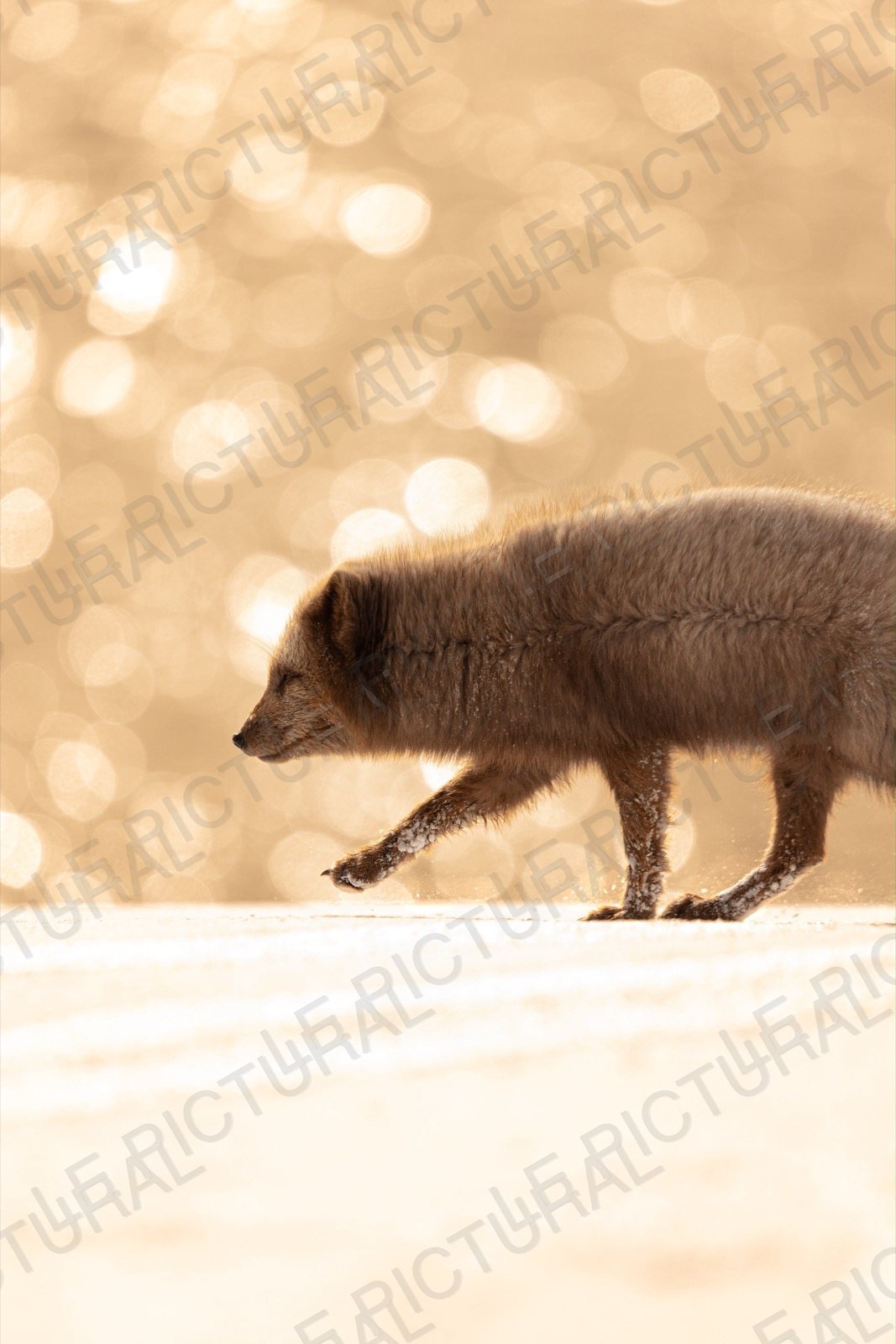Photographie animalière n°8
