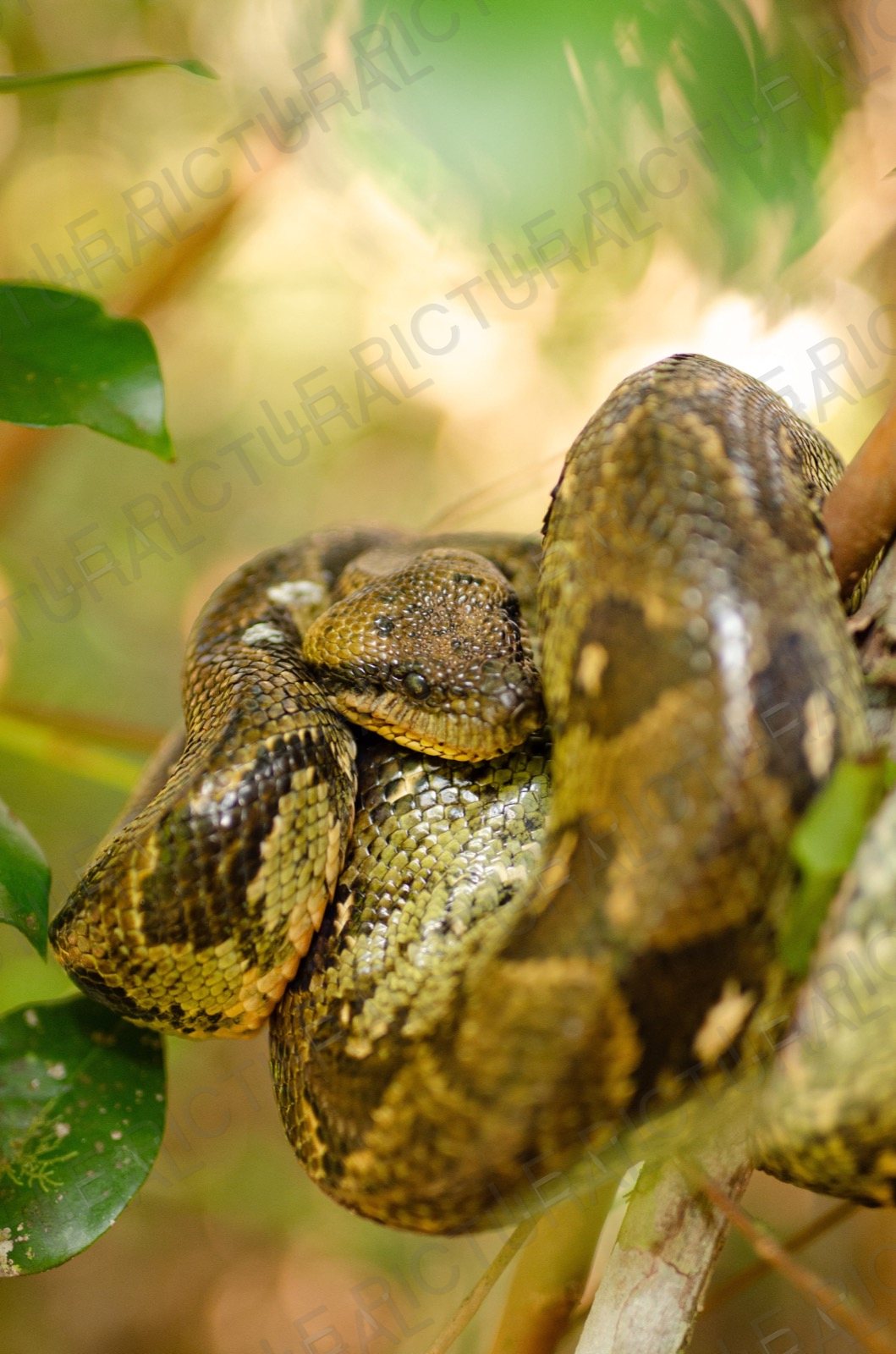 Photographie animalière n°10