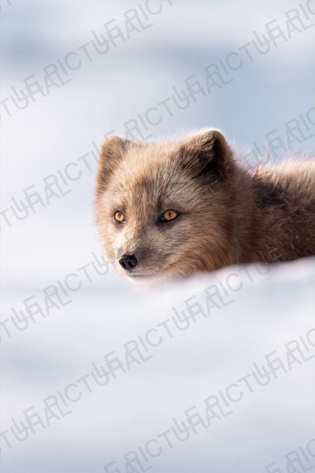 Photographie animalière n°11