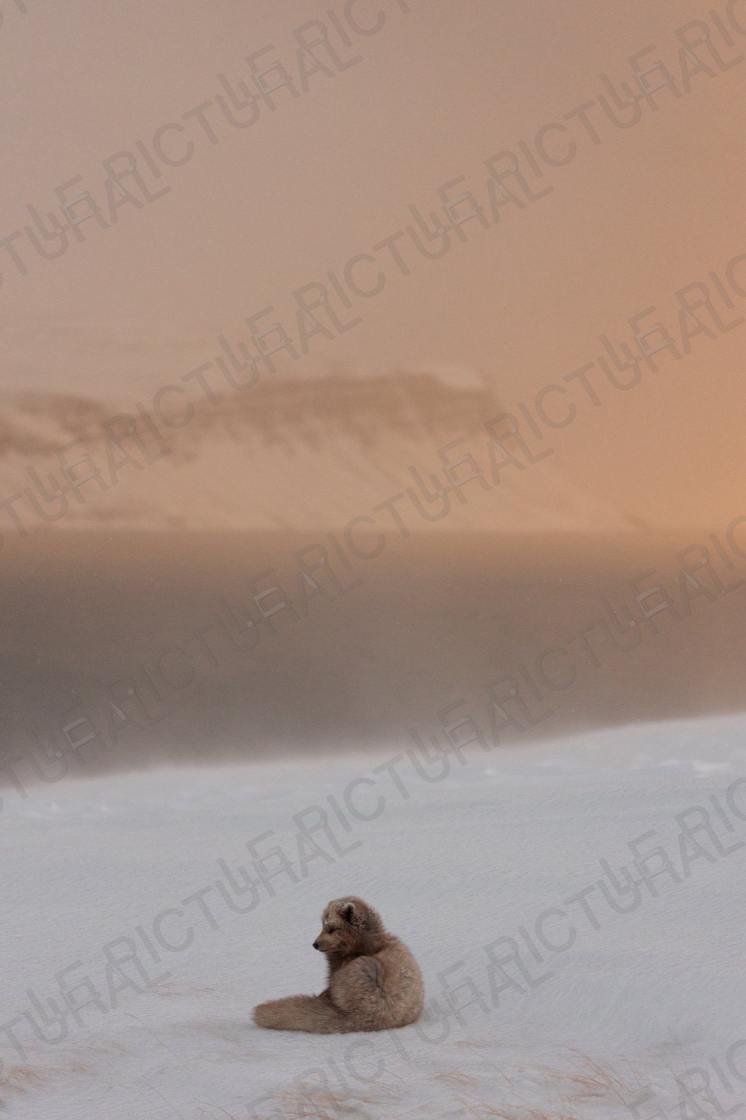 Photographie animalière n°12