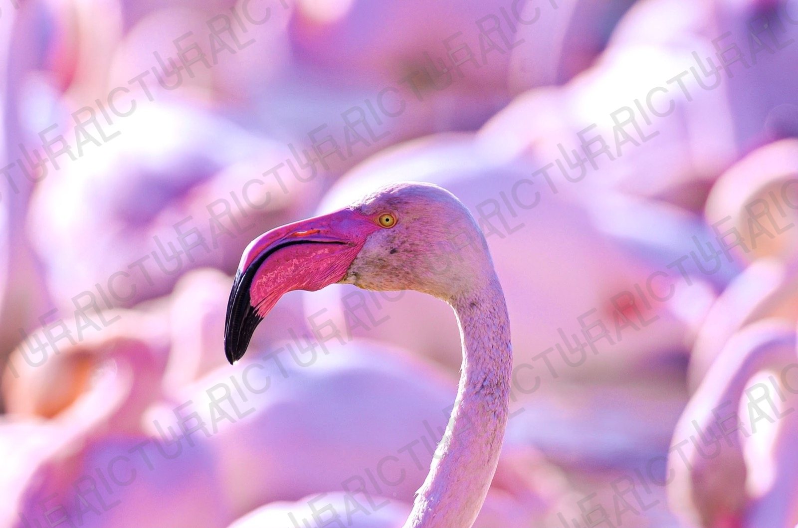 Photographie animalière n°13