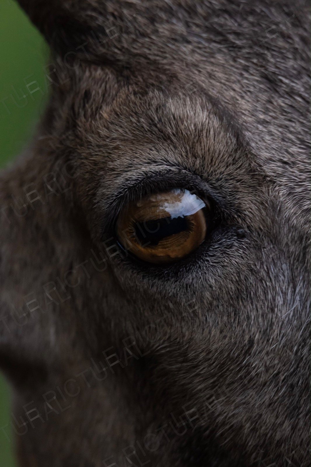 Photographie animalière n°14
