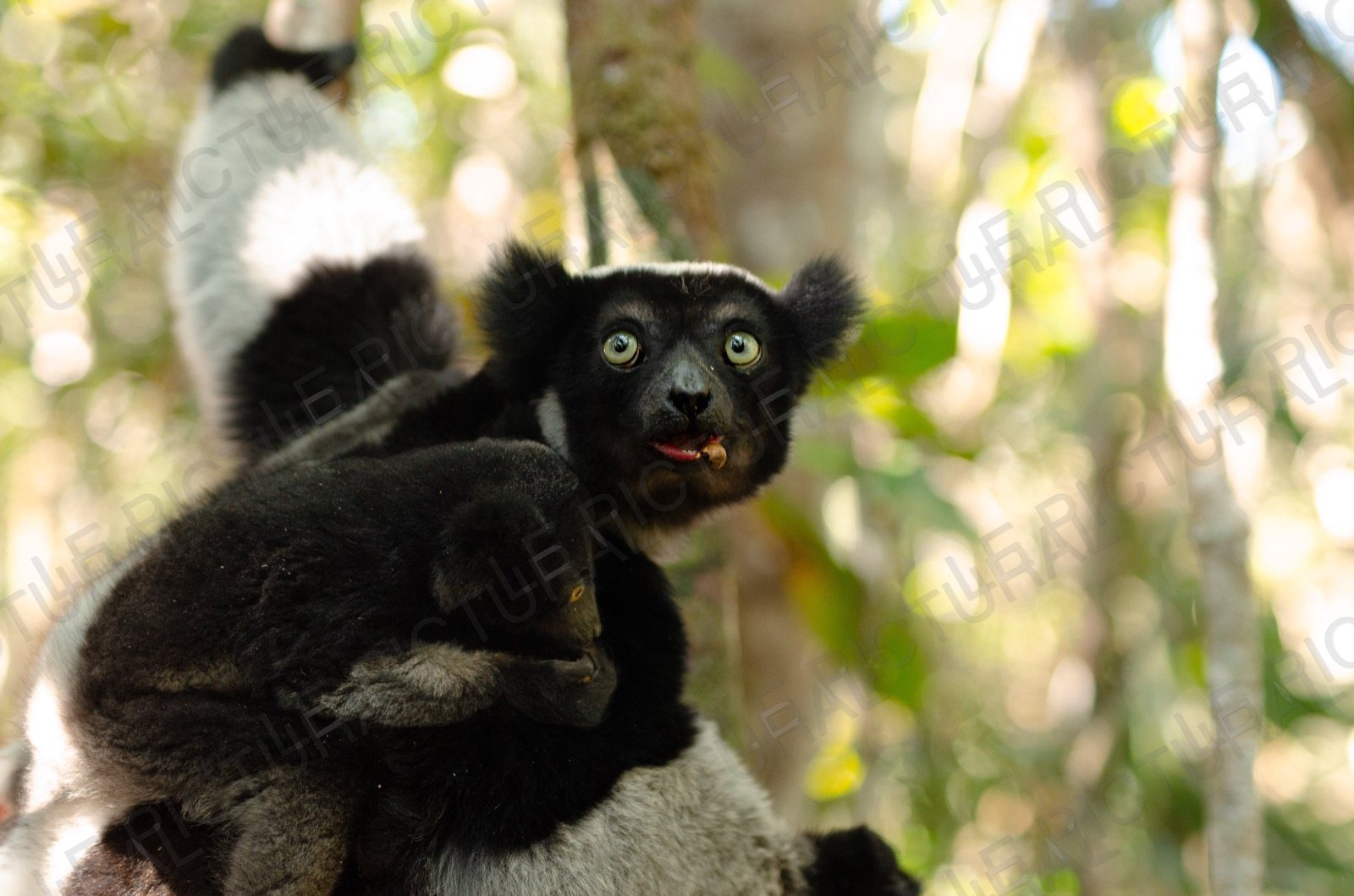 Photographie animalière n°15