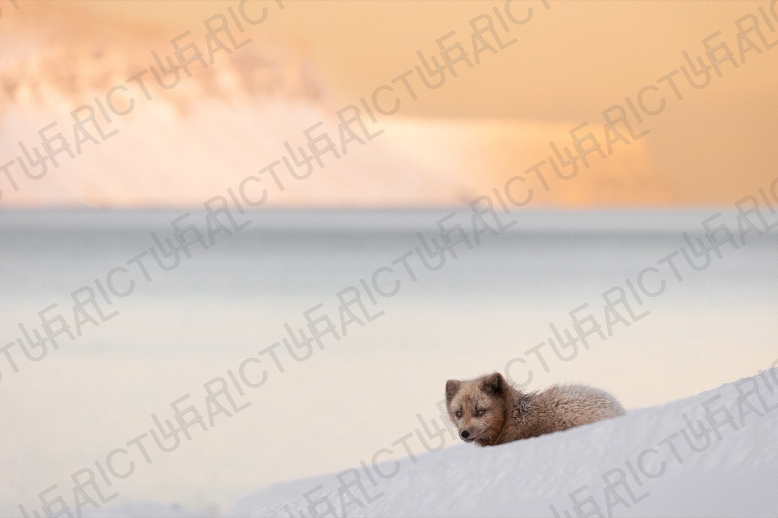 Photographie animalière n°16