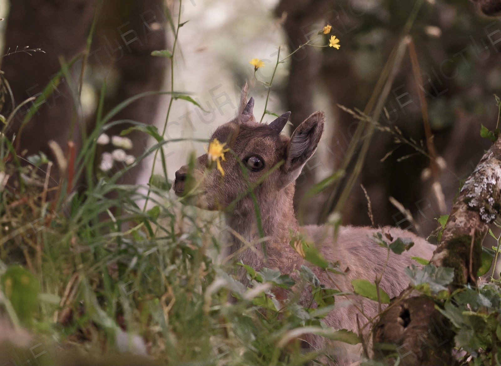 Photographie animalière n°17